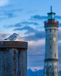 Seagull perching on wooden post against lighthouse