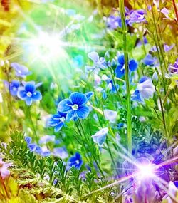 Close-up of purple flowering plants on field