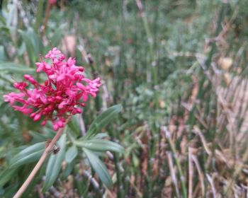 Close-up of pink flowers growing in garden