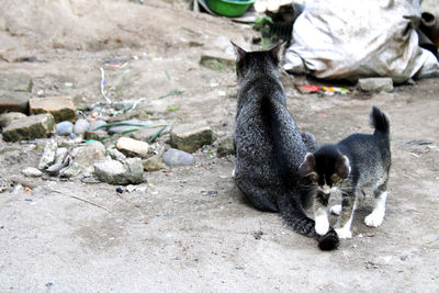 View of a cat on rock
