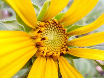 Close-up of sunflower blooming outdoors