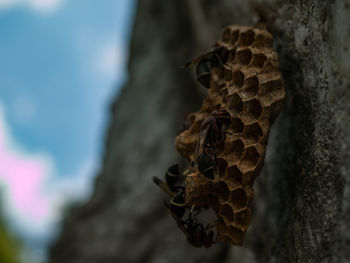 Close-up of insect on leaf