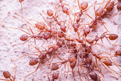 Close-up of dried plant