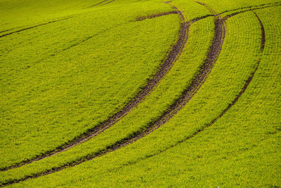 High angle view of fresh corn field