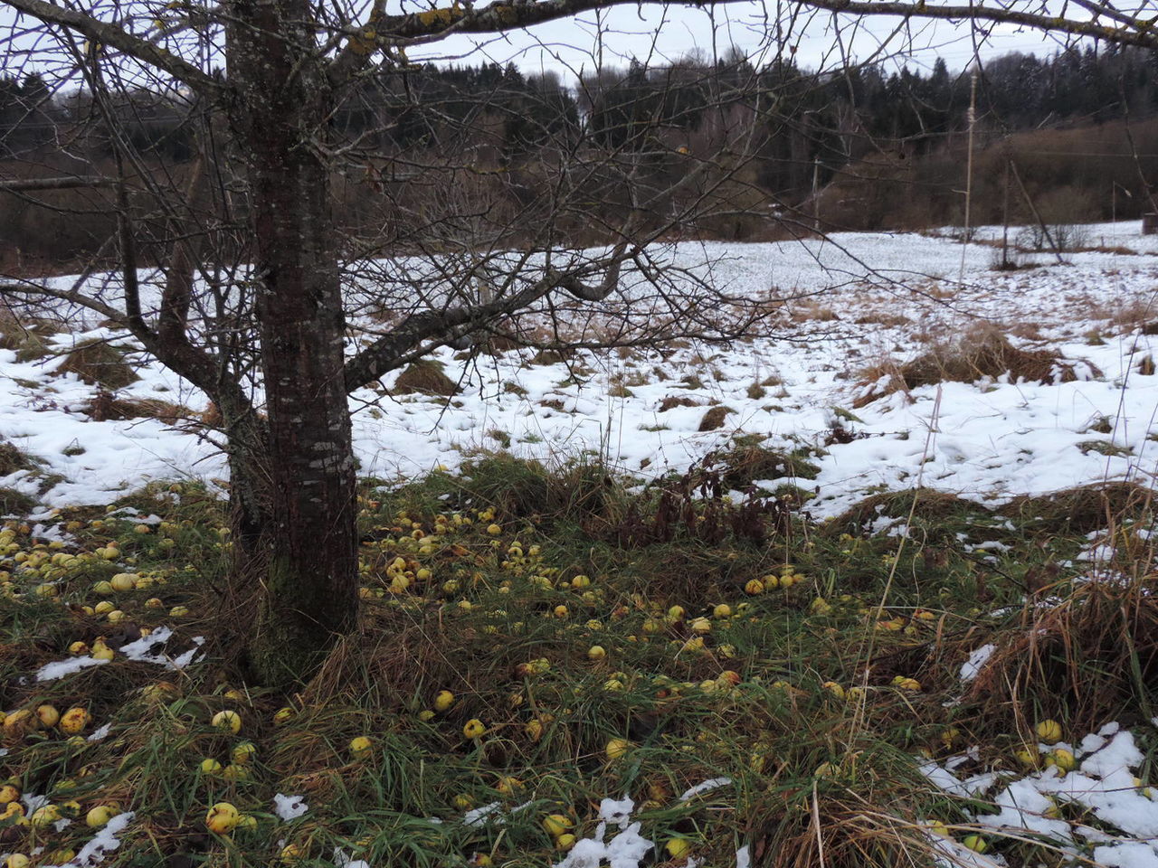 SCENIC VIEW OF SNOW FIELD AGAINST TREES