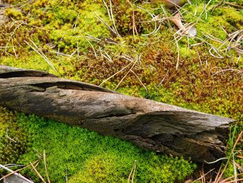 Stream flowing through forest