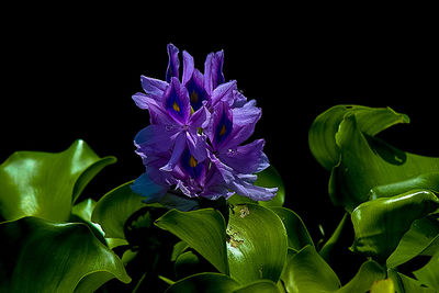 Close-up of purple flowers