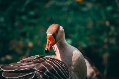 Close-up of a bird