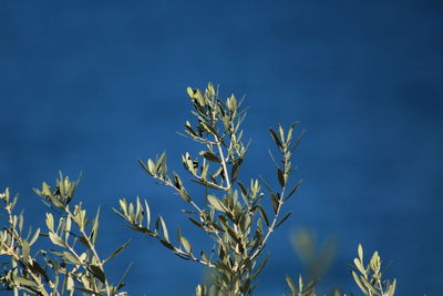 Close-up of stalks against blue sky