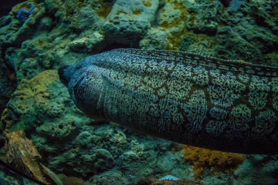 Close-up of fish swimming in sea