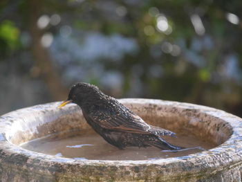 Close-up of bird perching on fountain