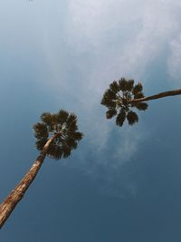 Low angle view of tree against sky