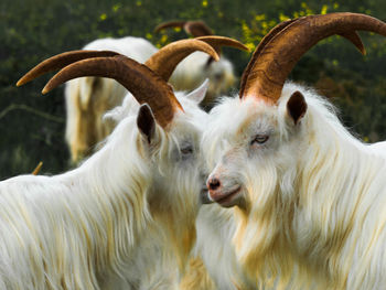 Side view of white hairy horned goats standing outdoors