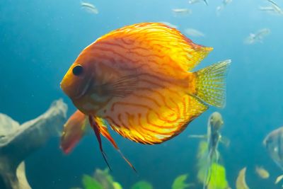 Close-up of fish swimming in sea