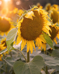 Close-up of yellow flowering plant