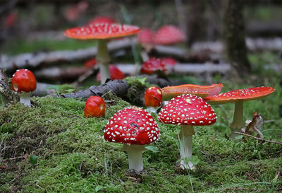 Fly agaric - amanita muscaria