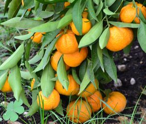 Close-up of oranges growing on tree