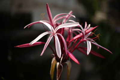 Close-up of red flowers blooming outdoors