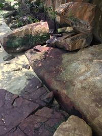 Close-up of lizard on rock