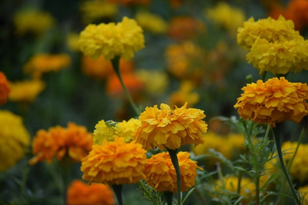 flower, fragility, yellow, growth, beauty in nature, nature, freshness, plant, blooming, focus on foreground, close-up, flower head, no people, petal, day, outdoors