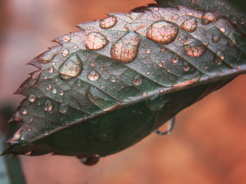 Close-up of leaf