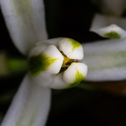 Close-up of white flower