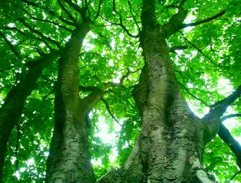 Low angle view of tree against sky