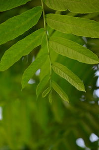 Close-up of leaves