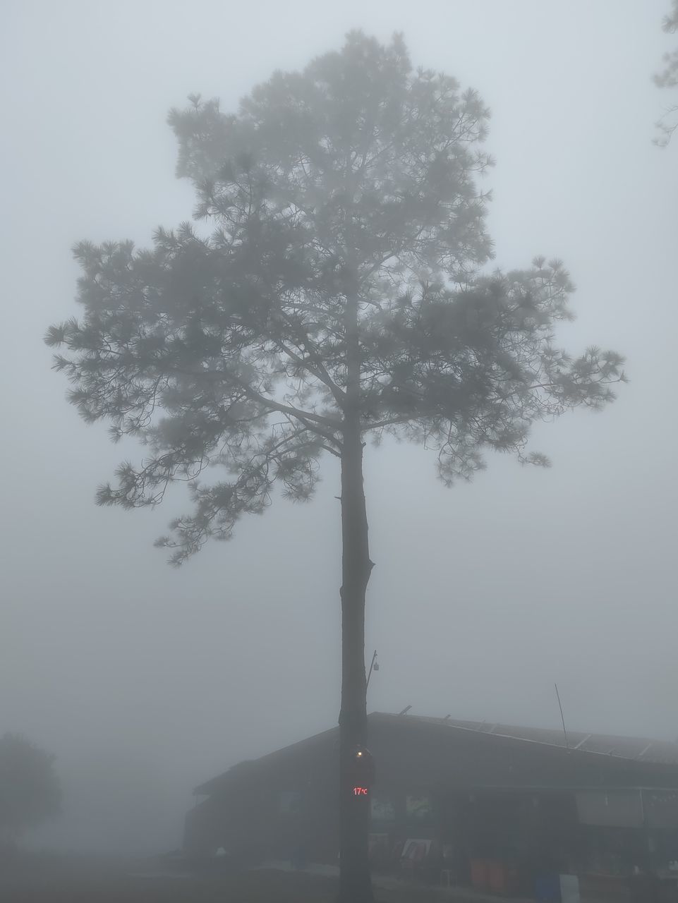 tree, fog, plant, mist, nature, haze, morning, sky, no people, beauty in nature, outdoors, day, tranquility, growth, snow, transportation, silhouette, freezing, dawn, environment, city