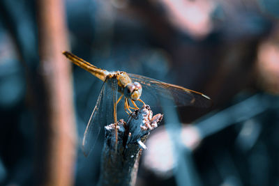 Close-up of insect on wood