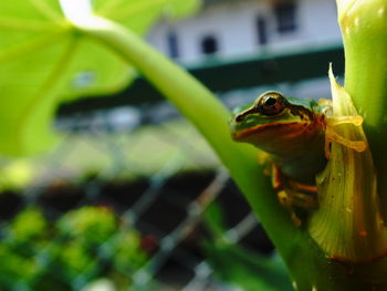 Close-up of frog on leaf