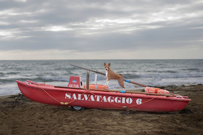 Basenji in italy