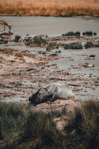 A lone sleeping rhino in the african savannah in namibia, etosha np