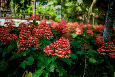 Close-up of red flowering plants in park