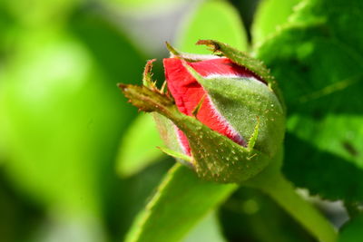 Close-up of red flower bud