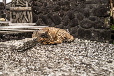 Cat sleeping in the ground