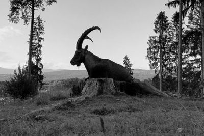 View of a relaxing capricon on a treetrunk