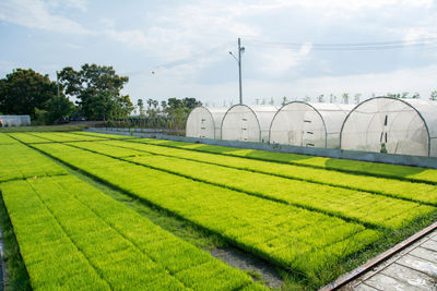 Scenic view of agricultural field against sky