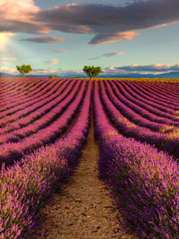 Purple flowering plants on field against sky during sunset