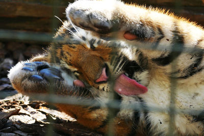 Close-up of cats