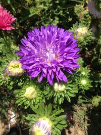 Close-up of purple flowering plants