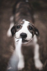 Close-up portrait of dog