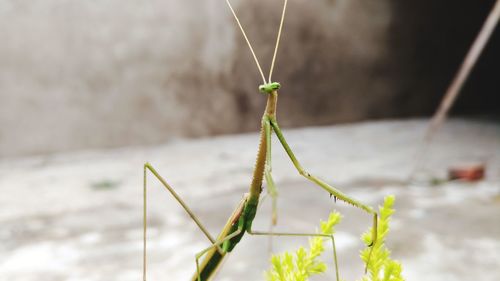 Close-up of mantis on plant