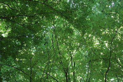 Low angle view of trees in forest