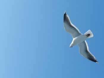 Low angle view of seagull flying against clear blue sky