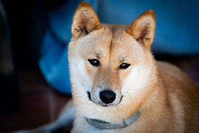 Close-up portrait of dog shiba inu