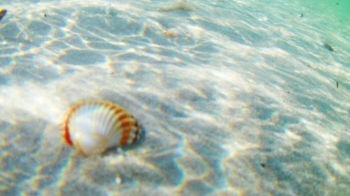 High angle view of seashell on beach