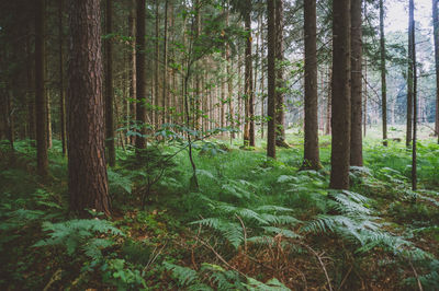 Trees growing in forest