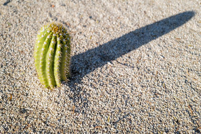 High angle view of cactus plant