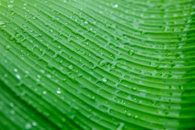 Full frame shot of wet banana leaf during monsoon